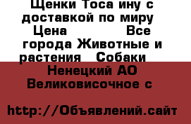 Щенки Тоса-ину с доставкой по миру › Цена ­ 68 000 - Все города Животные и растения » Собаки   . Ненецкий АО,Великовисочное с.